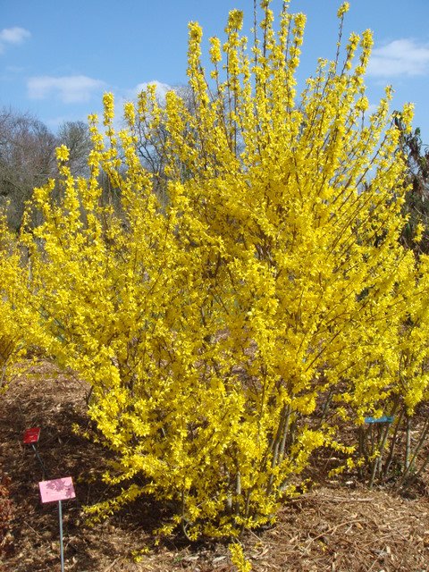 Forsythia x intermedia 'Spring Glory' (2)